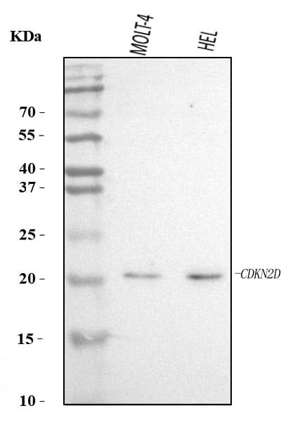 Anti-p19 INK4d/CDKN2D Antibody Picoband® Boster Bio