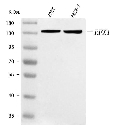 Anti-RFX1 Antibody Picoband® Boster Bio