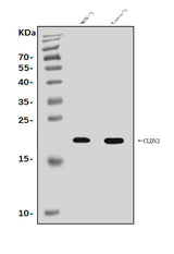 Anti-Claudin 3/CLDN3 Antibody Picoband® Boster Bio