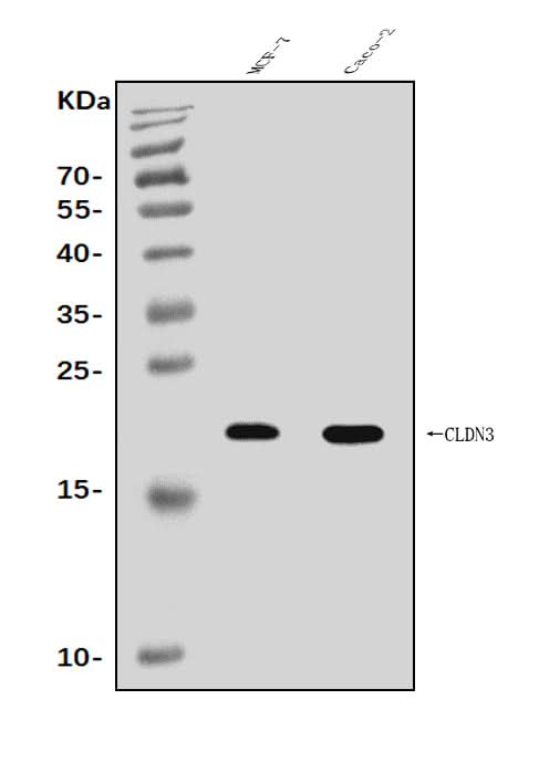 Anti-Claudin 3/CLDN3 Antibody Picoband® Boster Bio