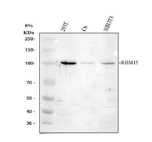 Anti-RBM15 Antibody Picoband® Boster Bio