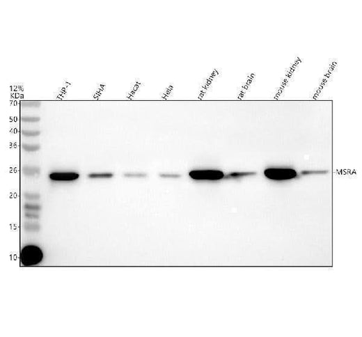 Anti-MSRA Antibody Picoband® Boster Bio