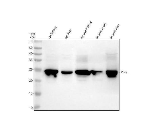 Anti-MSRA Antibody Picoband® Boster Bio