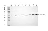 Anti-RRS1 Antibody Picoband® Boster Bio