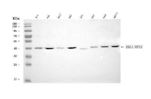 Anti-RRS1 Antibody Picoband® Boster Bio