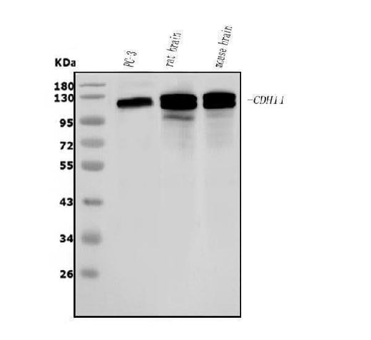 Anti-OB Cadherin/CDH11 Antibody Picoband® Boster Bio