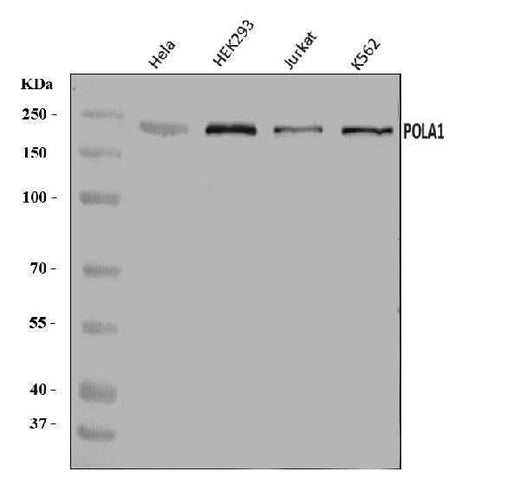 Anti-POLA1 Antibody Picoband® Boster Bio