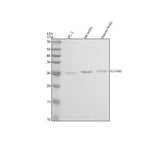 Anti-GSTM2 Antibody Picoband® Boster Bio