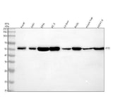 Anti-IFIT2 Antibody Picoband® Boster Bio