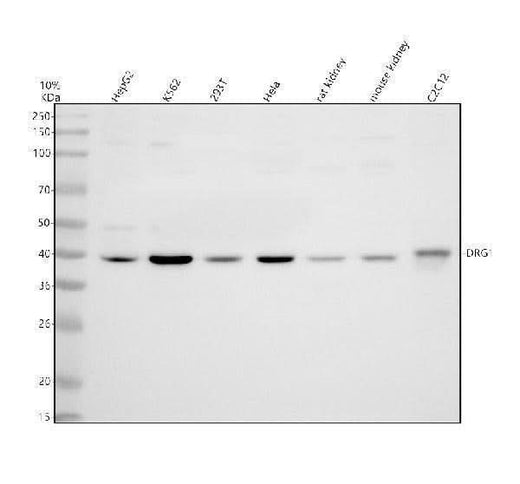 Anti-DRG1 Antibody Picoband® Boster Bio