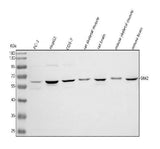 Anti-SIM2 Antibody Picoband® Boster Bio