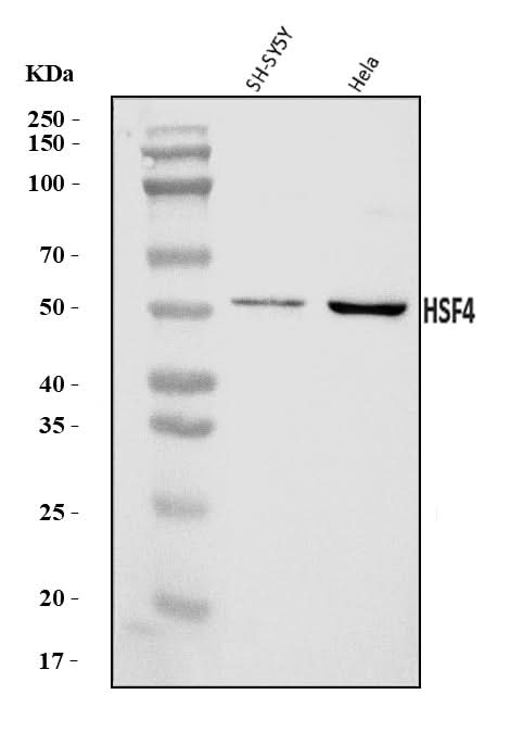 Anti-HSF4 Antibody Picoband® Boster Bio
