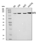 Anti-GIT2 Antibody Picoband® Boster Bio