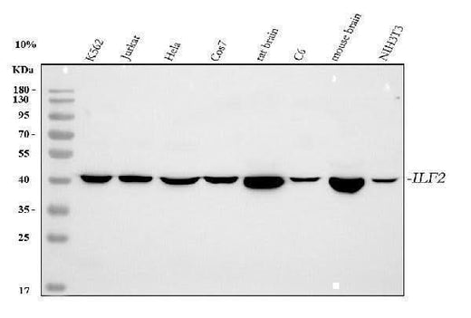 Anti-NF45/ILF2 Antibody Picoband® Boster Bio