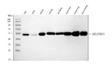 Anti-SBP/SELENBP1 Antibody Picoband® Boster Bio