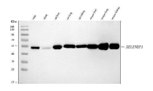 Anti-SBP/SELENBP1 Antibody Picoband® Boster Bio