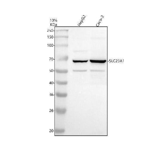 Anti-SLC23A1 Antibody Picoband® Boster Bio