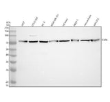 Anti-FUT8 Antibody Picoband® Boster Bio