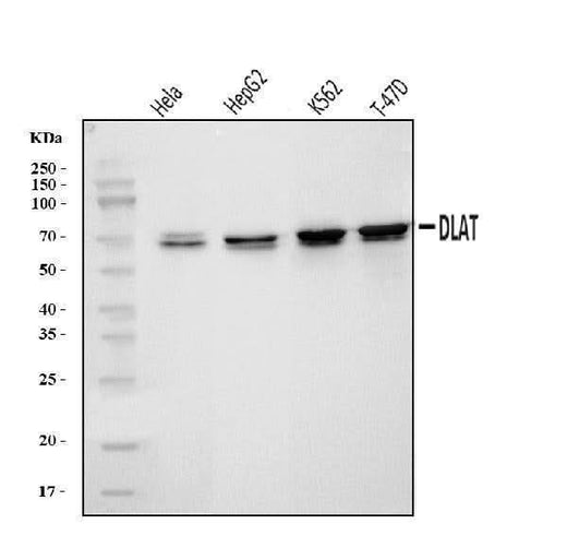 Anti-DLAT Antibody Picoband® Boster Bio