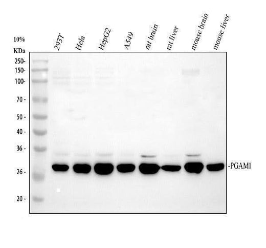 Anti-PGAM1 Antibody Picoband® Boster Bio