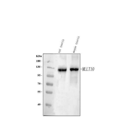 Anti-MLLT10 Antibody Picoband® Boster Bio