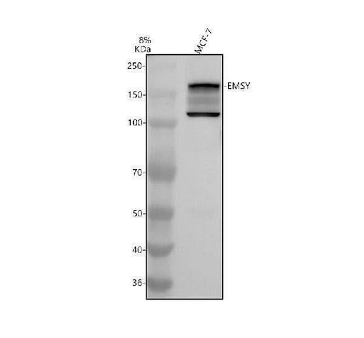 Anti-DNAI1 Antibody Picoband® Boster Bio