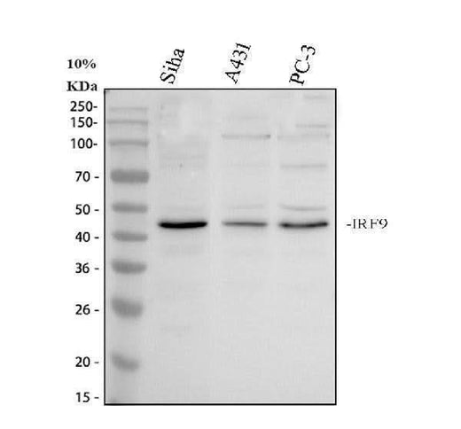 Anti-Interferon regulatory factor 9/IRF9 Antibody Picoband® Boster Bio