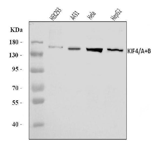 Anti-KIF4A/4B Antibody Picoband® Boster Bio
