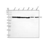 Anti-SNX2 Antibody Picoband® Boster Bio