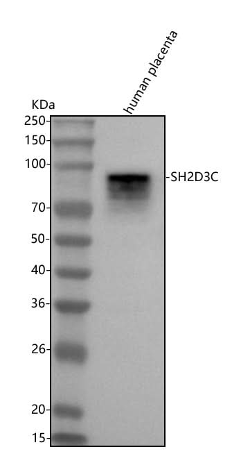 Anti-SH2D3C Antibody Picoband® Boster Bio