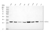 Anti-ECHS1 Antibody Picoband® Boster Bio
