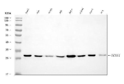 Anti-ECHS1 Antibody Picoband® Boster Bio