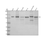 Anti-SIK2 Antibody Picoband® Boster Bio