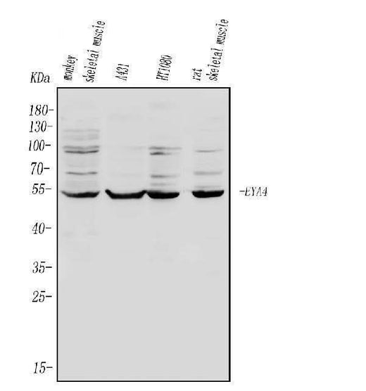 Anti-EYA4 Antibody Picoband® Boster Bio