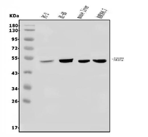 Anti-LXR beta/NER/NR1H2 Antibody Picoband® Boster Bio