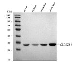 Anti-MATE-1/SLC47A1 Antibody Picoband® Boster Bio