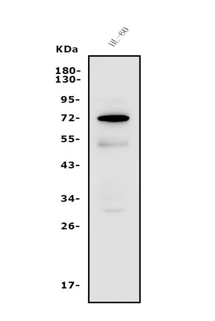 Anti-FUT4 Antibody Picoband® Boster Bio