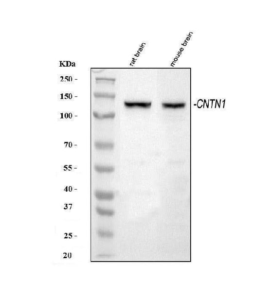Anti-Contactin 1/CNTN1 Antibody Picoband® Boster Bio