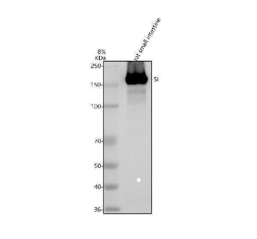 Anti-SI Antibody Picoband® Boster Bio