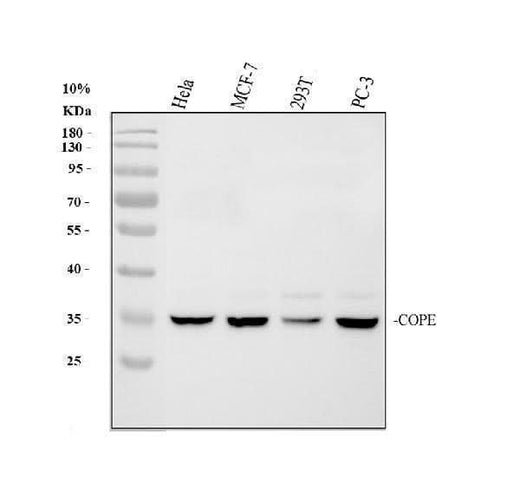 Anti-COPE Antibody Picoband® Boster Bio