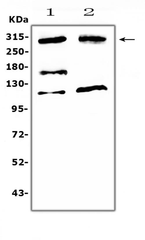 Anti-MED13 Antibody Picoband® Boster Bio
