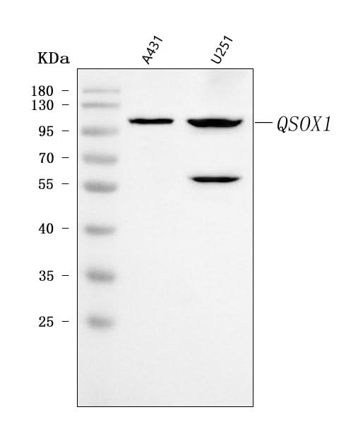 Anti-Quiescin Q6/QSOX1 Antibody Picoband® Boster Bio