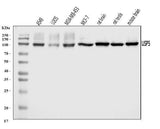Anti-USP5 Antibody Picoband® Boster Bio