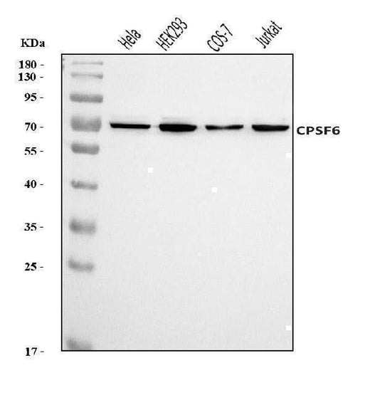 Anti-CPSF6 Antibody Picoband® Boster Bio