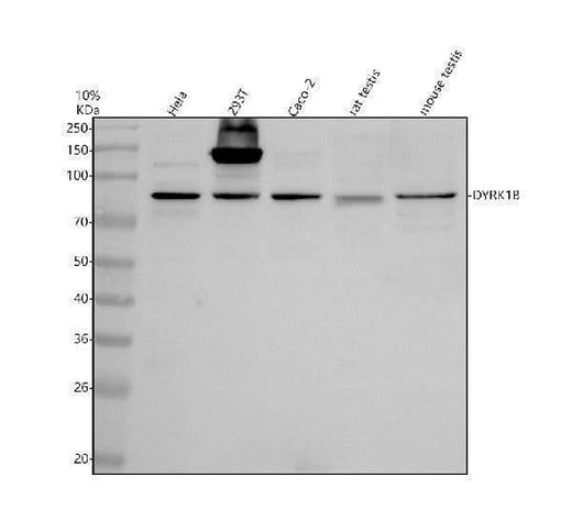 Anti-DYRK1B Antibody Picoband® Boster Bio