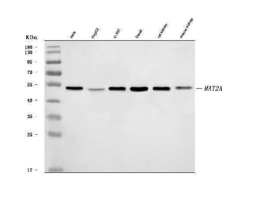 Anti-MAT2A Antibody Picoband® Boster Bio