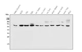 Anti-PAX1 Antibody Picoband® Boster Bio