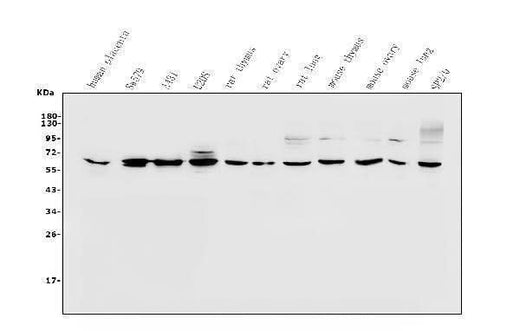 Anti-PAX1 Antibody Picoband® Boster Bio
