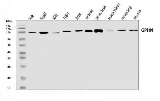 Anti-Gephyrin/GPHN Antibody Picoband® Boster Bio