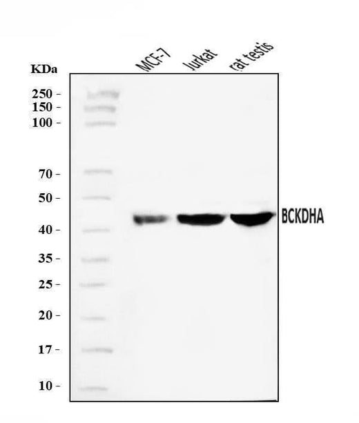 Anti-BCKDHA Antibody Picoband® Boster Bio